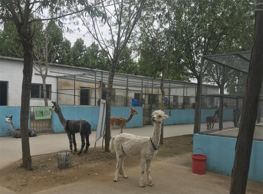 天鵝湖風(fēng)景區(qū)（泰山）速覽！(圖4)