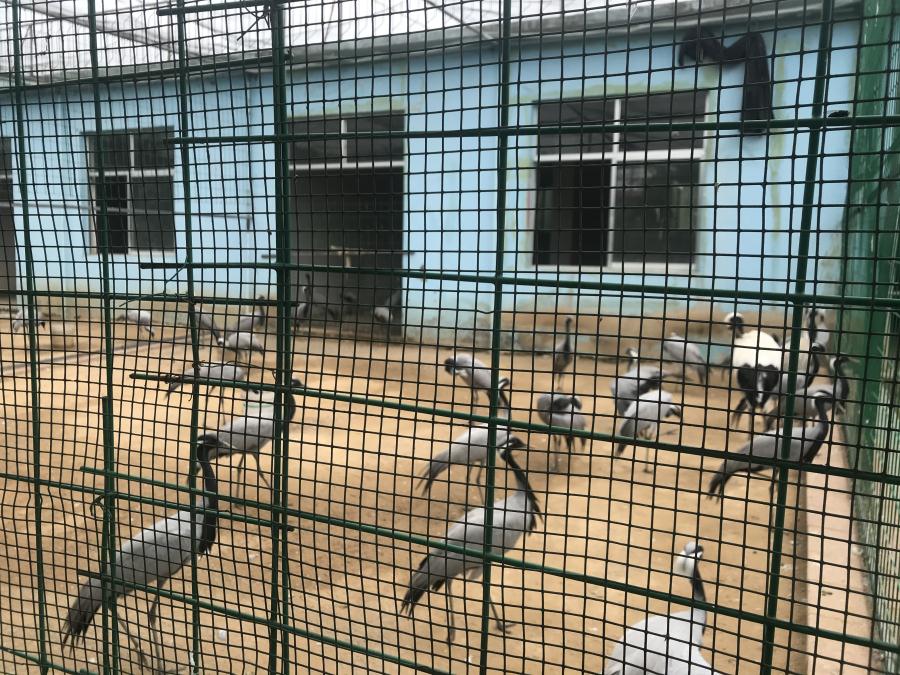 天鵝湖風(fēng)景區(qū)（泰山）速覽！(圖5)