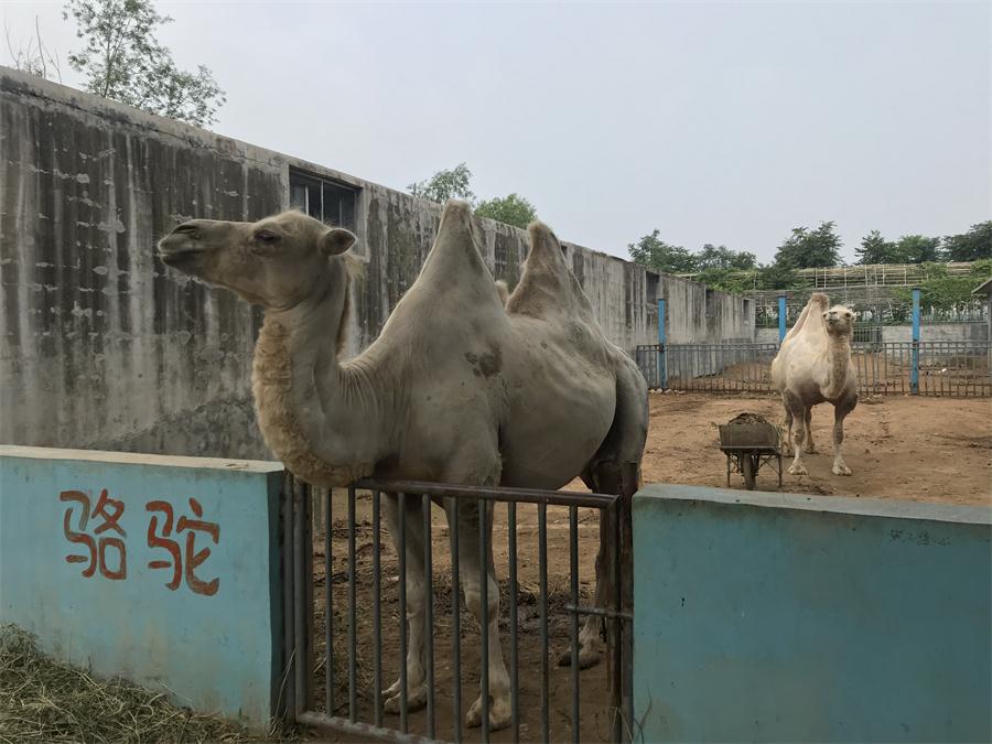 天鵝湖風(fēng)景區(qū)（泰山）速覽！(圖8)