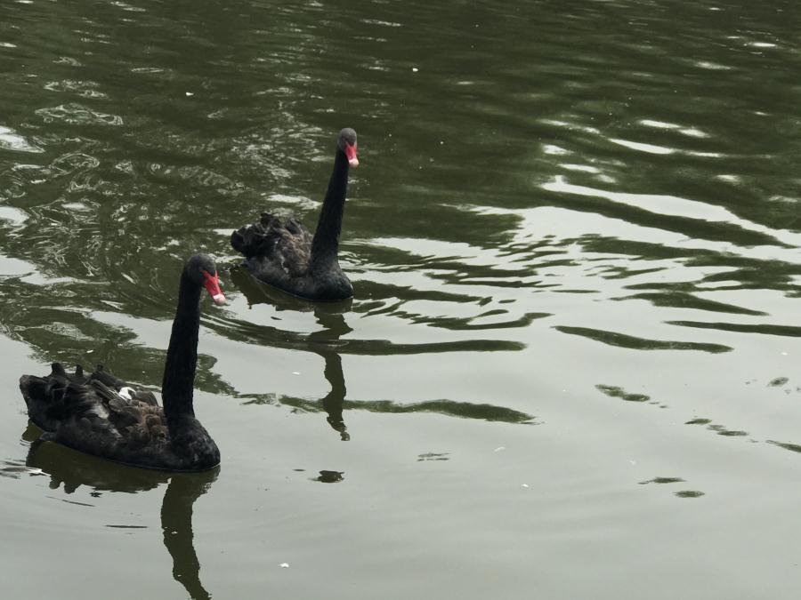 天鵝湖風(fēng)景區(qū)（泰山）速覽！(圖13)