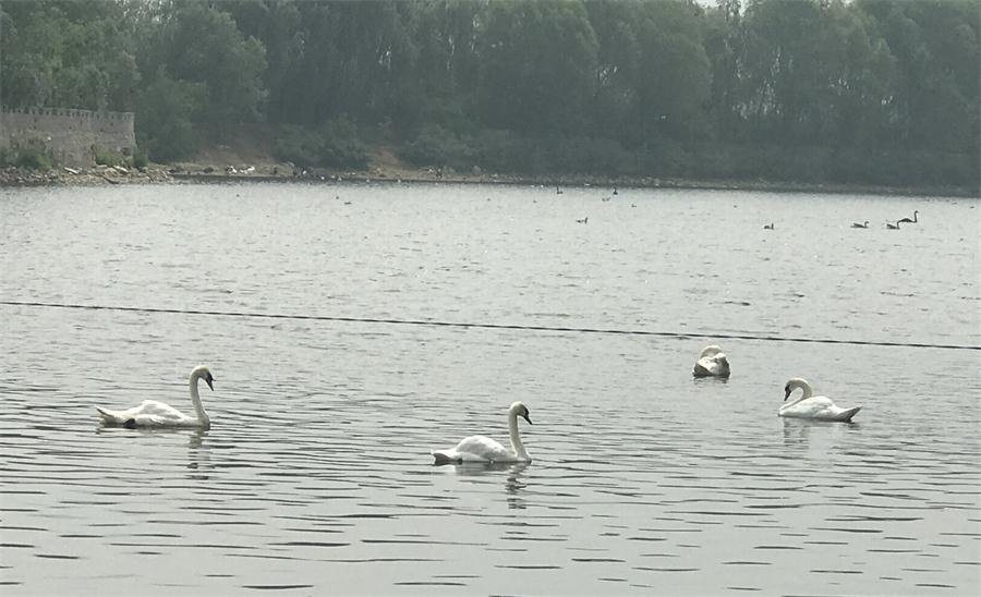 天鵝湖風(fēng)景區(qū)（泰山）速覽！(圖18)