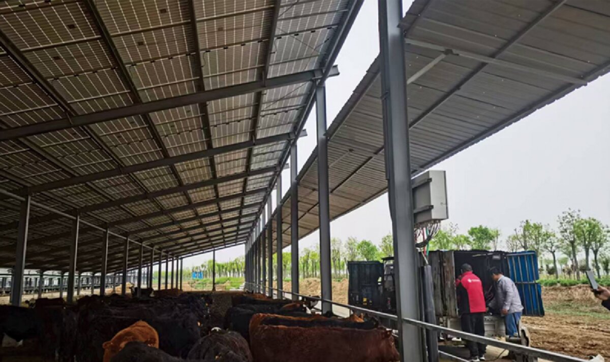 信橋鋼構(gòu)：打卡蒙陰農(nóng)業(yè)溫室大棚、青州黑牛養(yǎng)殖基地！(圖4)