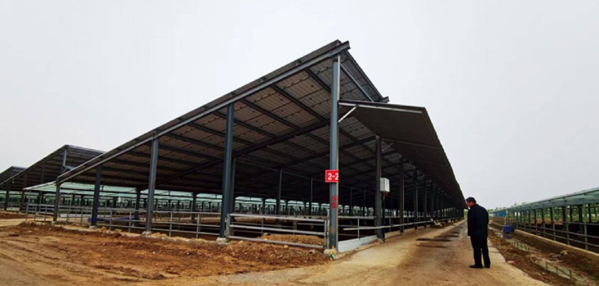 信橋鋼構(gòu)：打卡蒙陰農(nóng)業(yè)溫室大棚、青州黑牛養(yǎng)殖基地！(圖5)